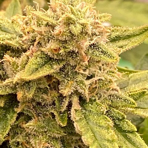 Mimosa x Orange Punch Auto growlog timeline photo