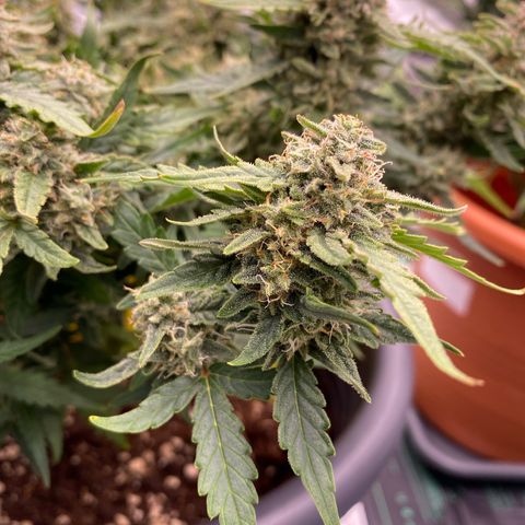 Mimosa x Orange Punch Auto growlog timeline photo