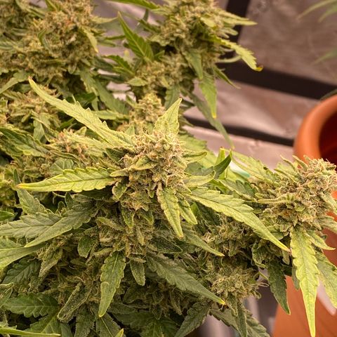 Mimosa x Orange Punch Auto growlog timeline photo