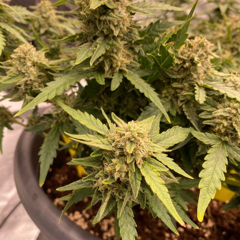 Mimosa x Orange Punch Auto growlog timeline photo