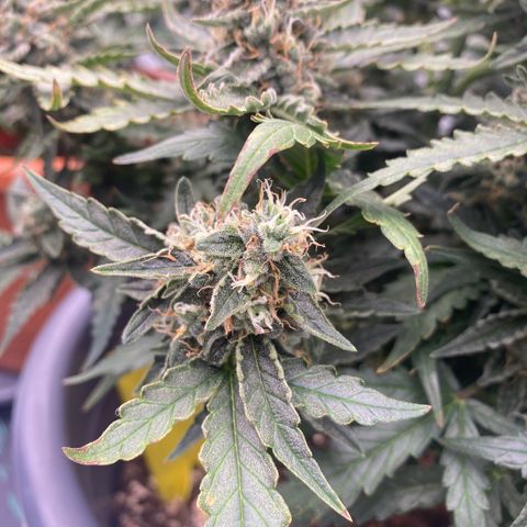Glue Gelato Auto growlog timeline photo