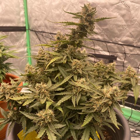 Glue Gelato Auto growlog timeline photo