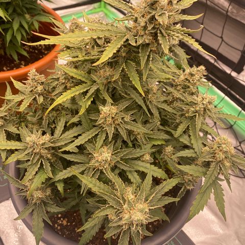 Glue Gelato Auto growlog timeline photo