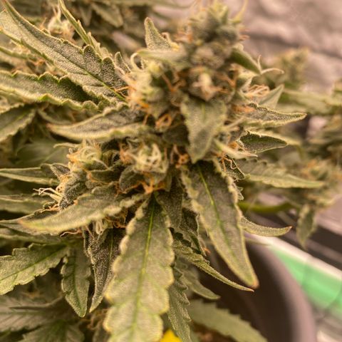 Glue Gelato Auto growlog timeline photo