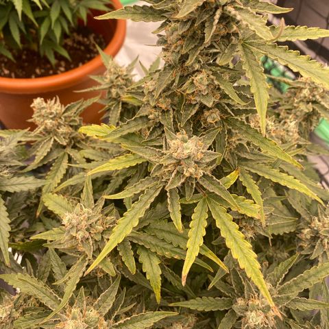 Glue Gelato Auto growlog timeline photo