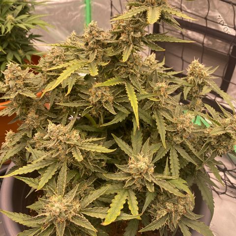 Glue Gelato Auto growlog timeline photo