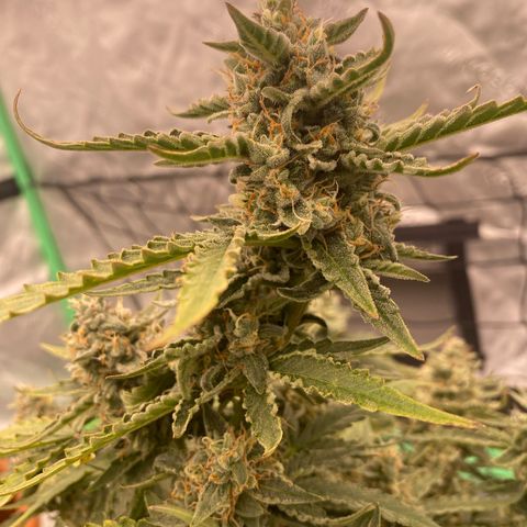 Glue Gelato Auto growlog timeline photo
