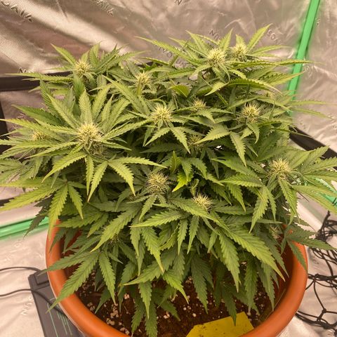 Moby Dick Auto growlog timeline photo