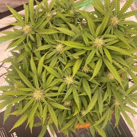 Moby Dick Auto growlog timeline photo