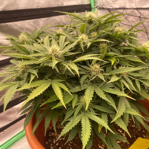 Moby Dick Auto growlog timeline photo
