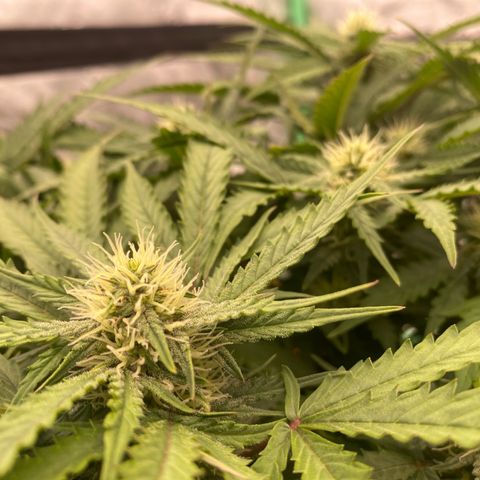 Moby Dick Auto growlog timeline photo