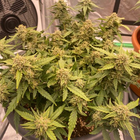 Mimosa x Orange Punch Auto growlog timeline photo