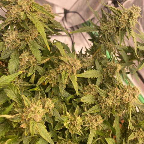 Mimosa x Orange Punch Auto growlog timeline photo