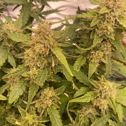 Mimosa x Orange Punch Auto growlog timeline photo