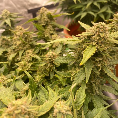 Mimosa x Orange Punch Auto growlog timeline photo