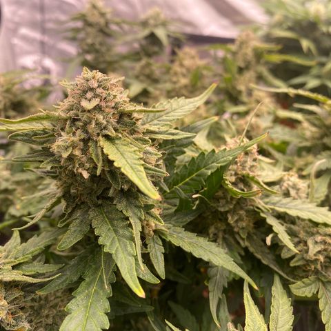 Mimosa x Orange Punch Auto growlog timeline photo