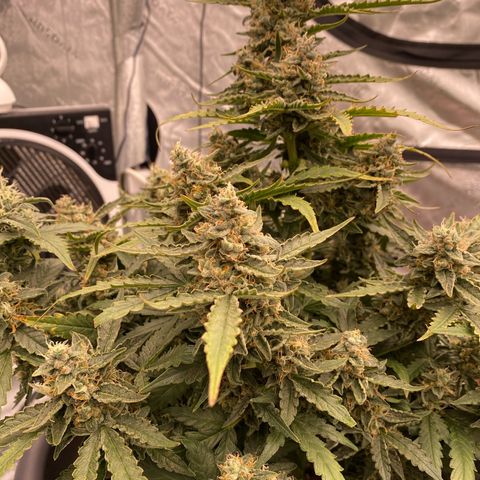 Glue Gelato Auto growlog timeline photo