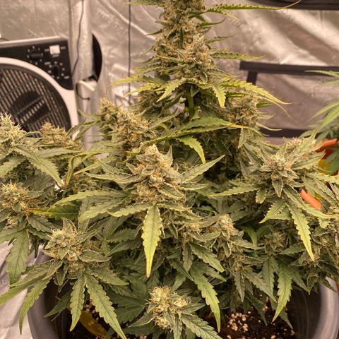 Glue Gelato Auto growlog timeline photo