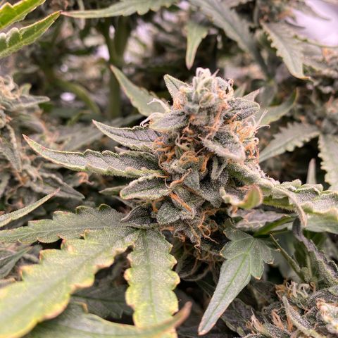 Glue Gelato Auto growlog timeline photo