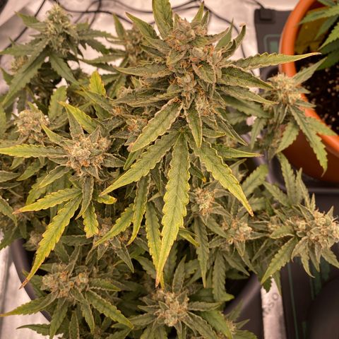 Glue Gelato Auto growlog timeline photo