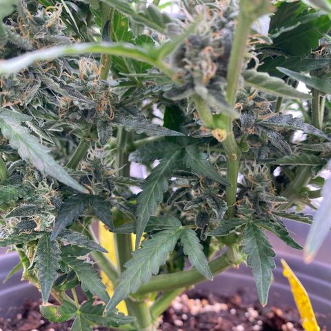 Glue Gelato Auto growlog timeline photo