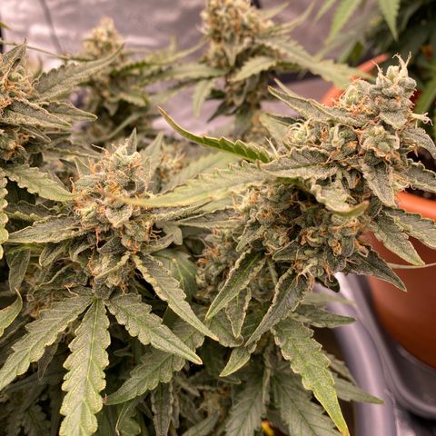 Glue Gelato Auto growlog timeline photo