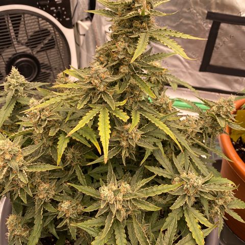 Glue Gelato Auto growlog timeline photo