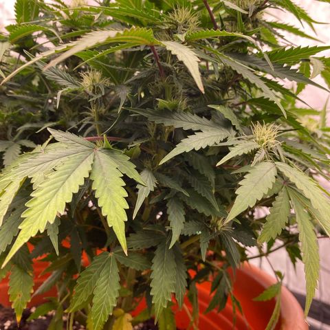 Moby Dick Auto growlog timeline photo