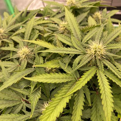 Moby Dick Auto growlog timeline photo