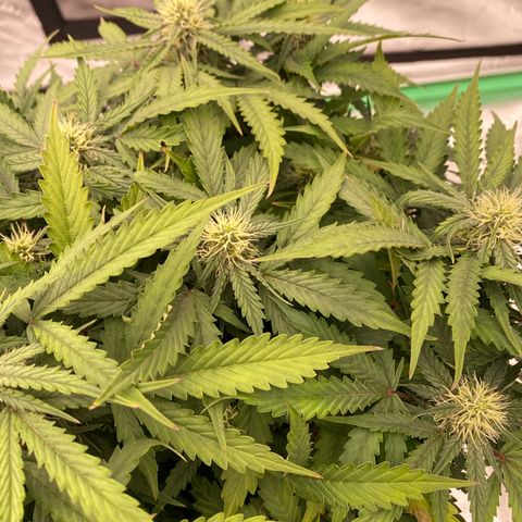 Moby Dick Auto growlog timeline photo