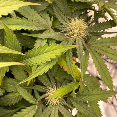Moby Dick Auto growlog timeline photo