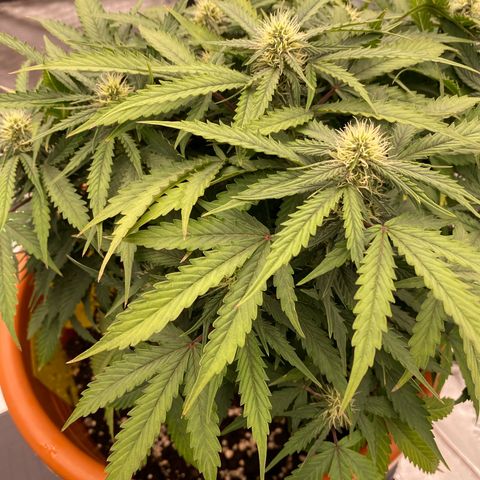 Moby Dick Auto growlog timeline photo