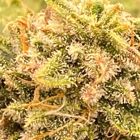 Mimosa x Orange Punch Auto growlog timeline photo