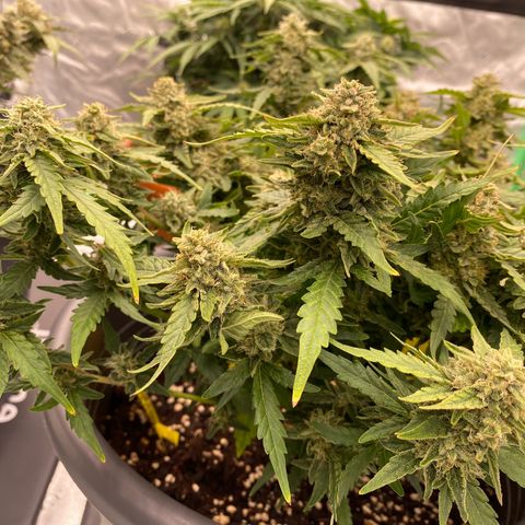 Mimosa x Orange Punch Auto growlog timeline photo