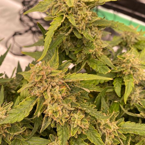 Mimosa x Orange Punch Auto growlog timeline photo