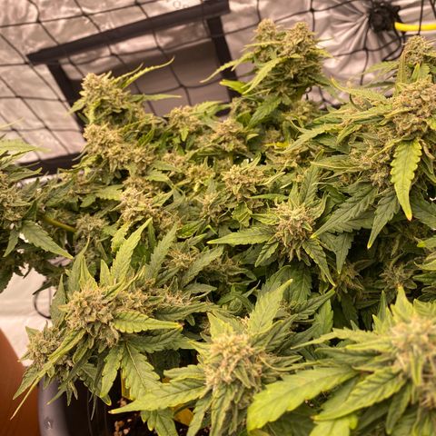 Mimosa x Orange Punch Auto growlog timeline photo