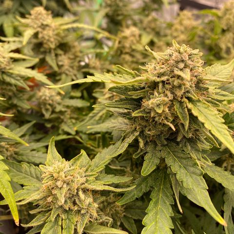 Mimosa x Orange Punch Auto growlog timeline photo