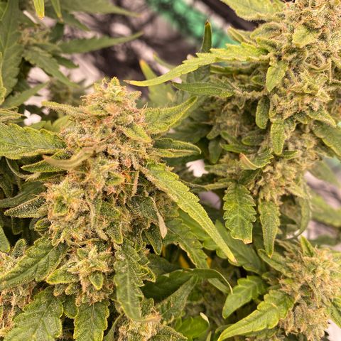 Mimosa x Orange Punch Auto growlog timeline photo