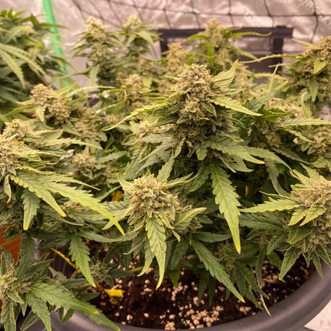 Mimosa x Orange Punch Auto growlog timeline photo