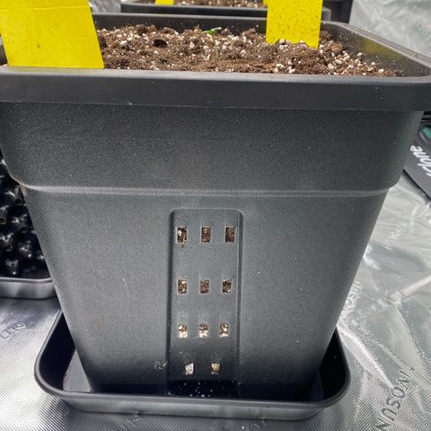 Blackberry Auto ( FastBuds ) growlog photo: 18 L draing Töpfe gefüllt mit Granulat und einer Schicht Plagron Perlite das Substrat ist von Plagron Royal Mix 