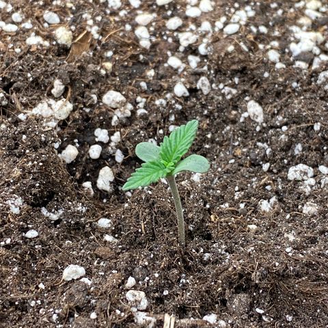 Blackberry Auto ( FastBuds ) growlog photo: Lana 