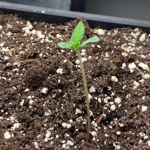 Blackberry Auto ( FastBuds ) growlog photo: Leonie 