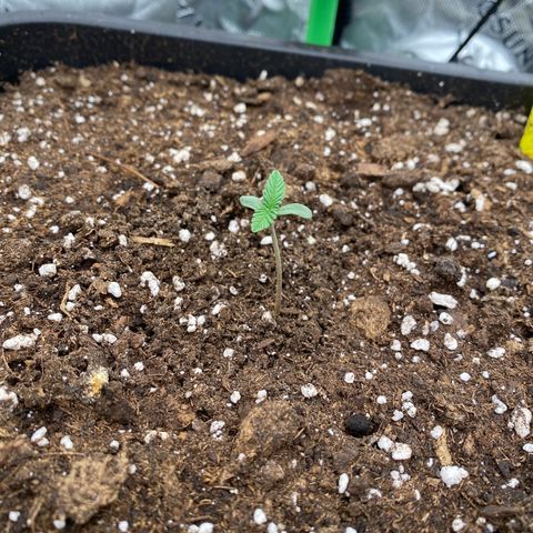 Blackberry Auto ( FastBuds ) growlog photo: Karla 