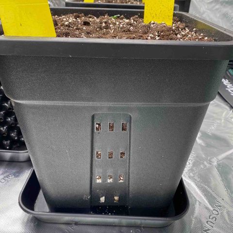 Papaya Cookies Auto (FastBuds) growlog photo: 18 L Drainged Atmungsaktive Töpfe (Drainge Löcher mit Granulat gefüllt eine Schicht Plagron Perlite oben bedeckt und dann Substrat Plagron RoyalMix)