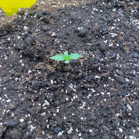 Papaya Cookies Auto (FastBuds) growlog photo: Pa-Trisha 