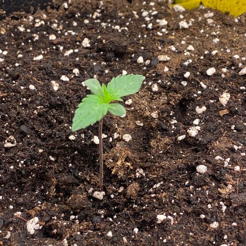 Papaya Cookies Auto (FastBuds) growlog photo: Medina 