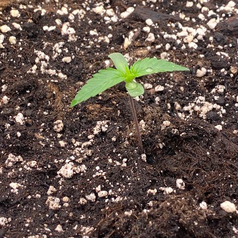 Papaya Cookies Auto (FastBuds) growlog photo: Palina 