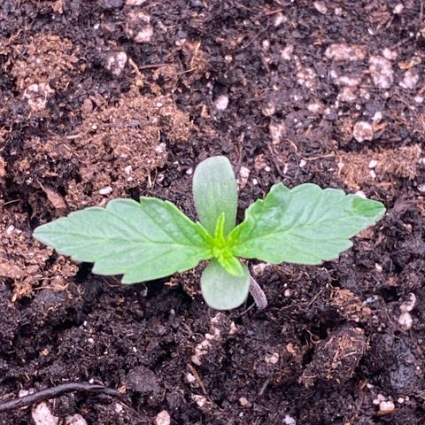 Papaya Cookies Auto (FastBuds) growlog photo: Pa-Trisha