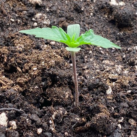 Papaya Cookies Auto (FastBuds) growlog photo: Pa-Trisha