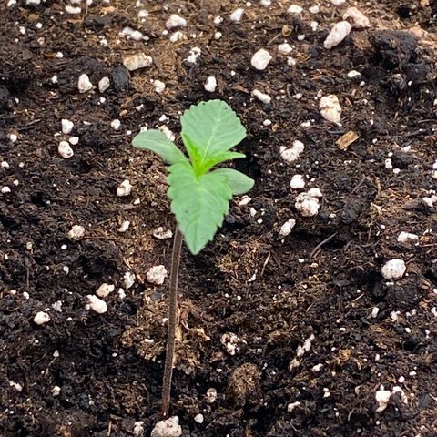 Papaya Cookies Auto (FastBuds) growlog photo: Medina